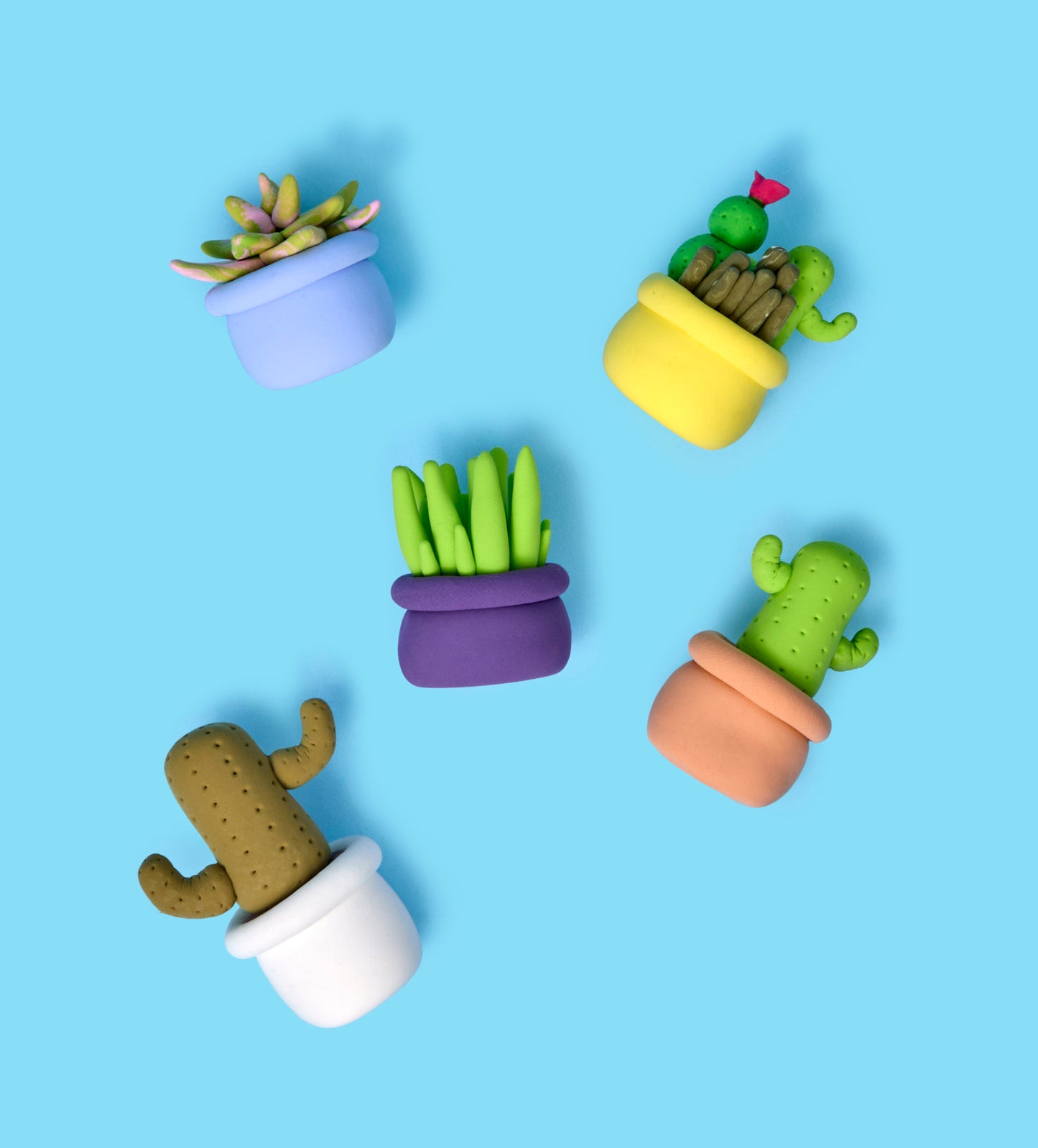 Buds & Blooms: Cacti Trio