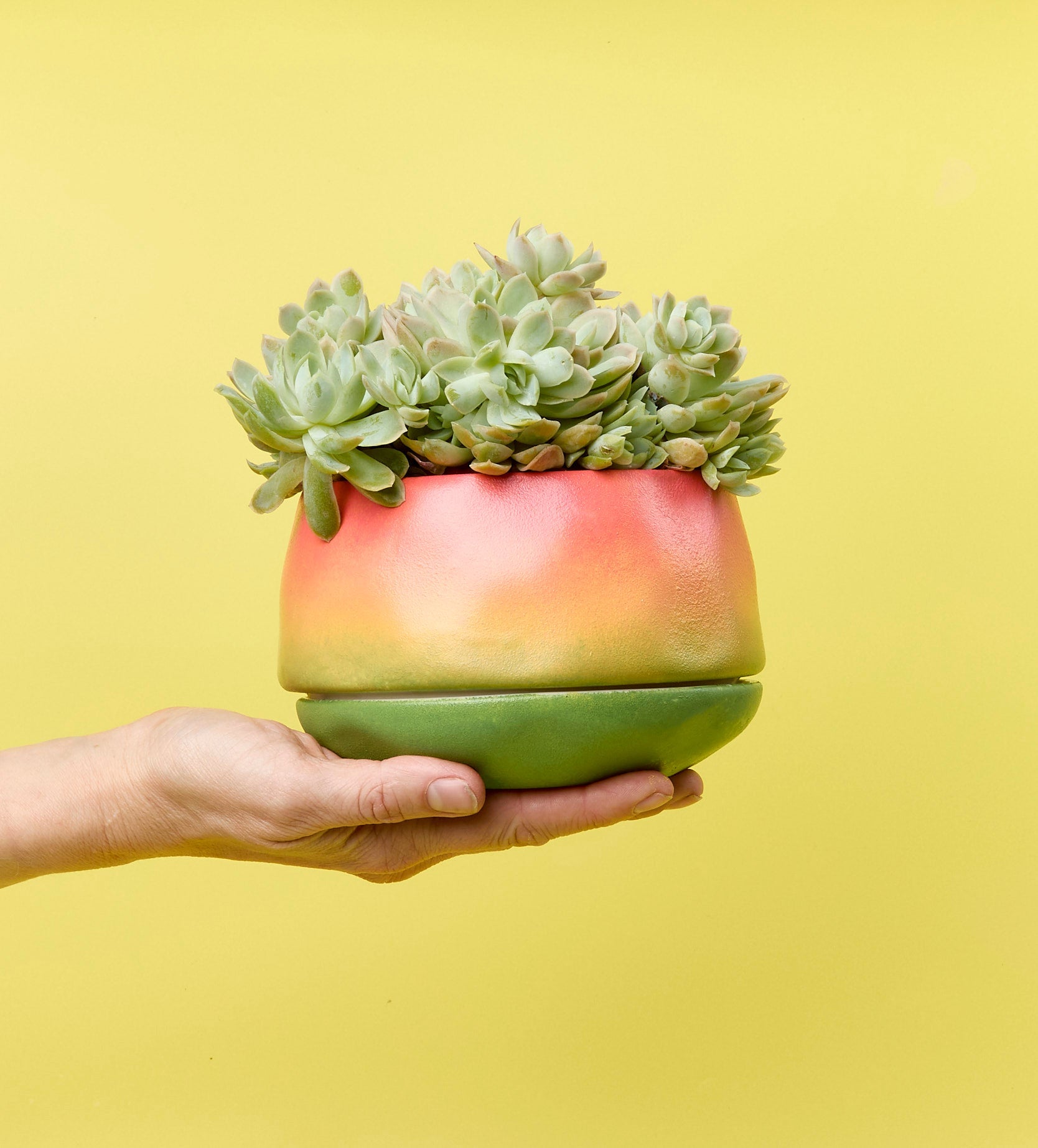 small plant pots to paint Paint-a-Plant Pot – Pott'd US