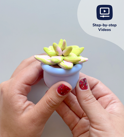 Buds & Blooms: Succulents