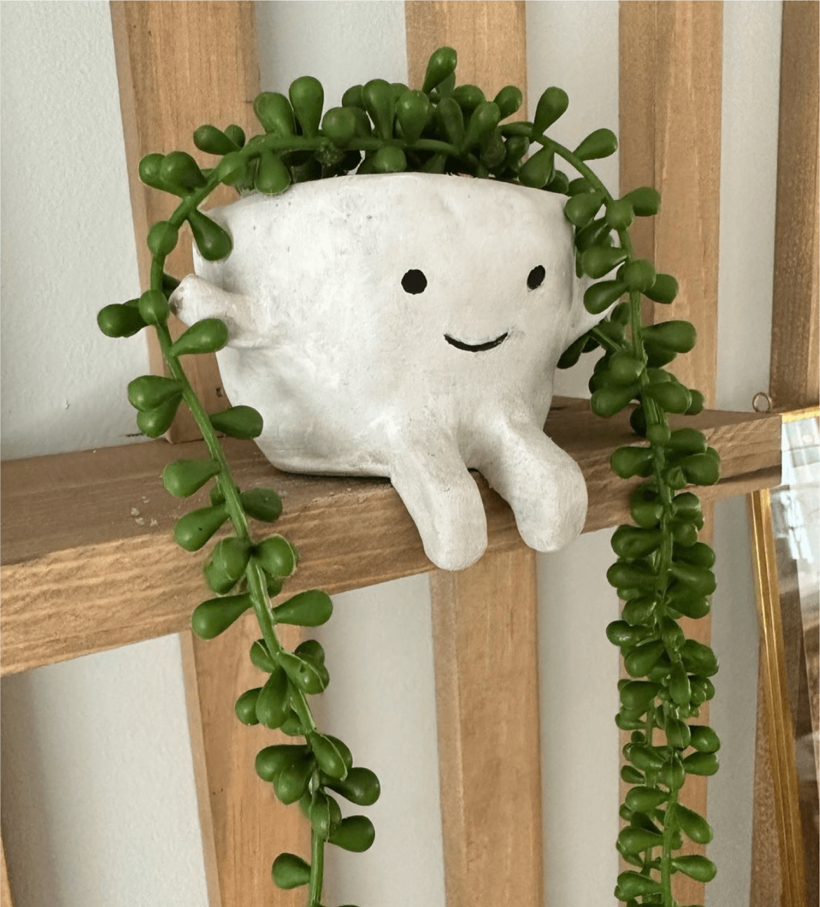 plants that clean the air and are safe for pets Pott'd Super Clay